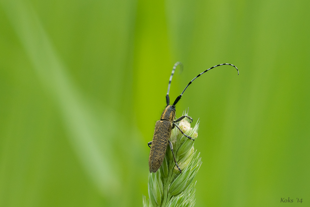 Distelbock im Grünen