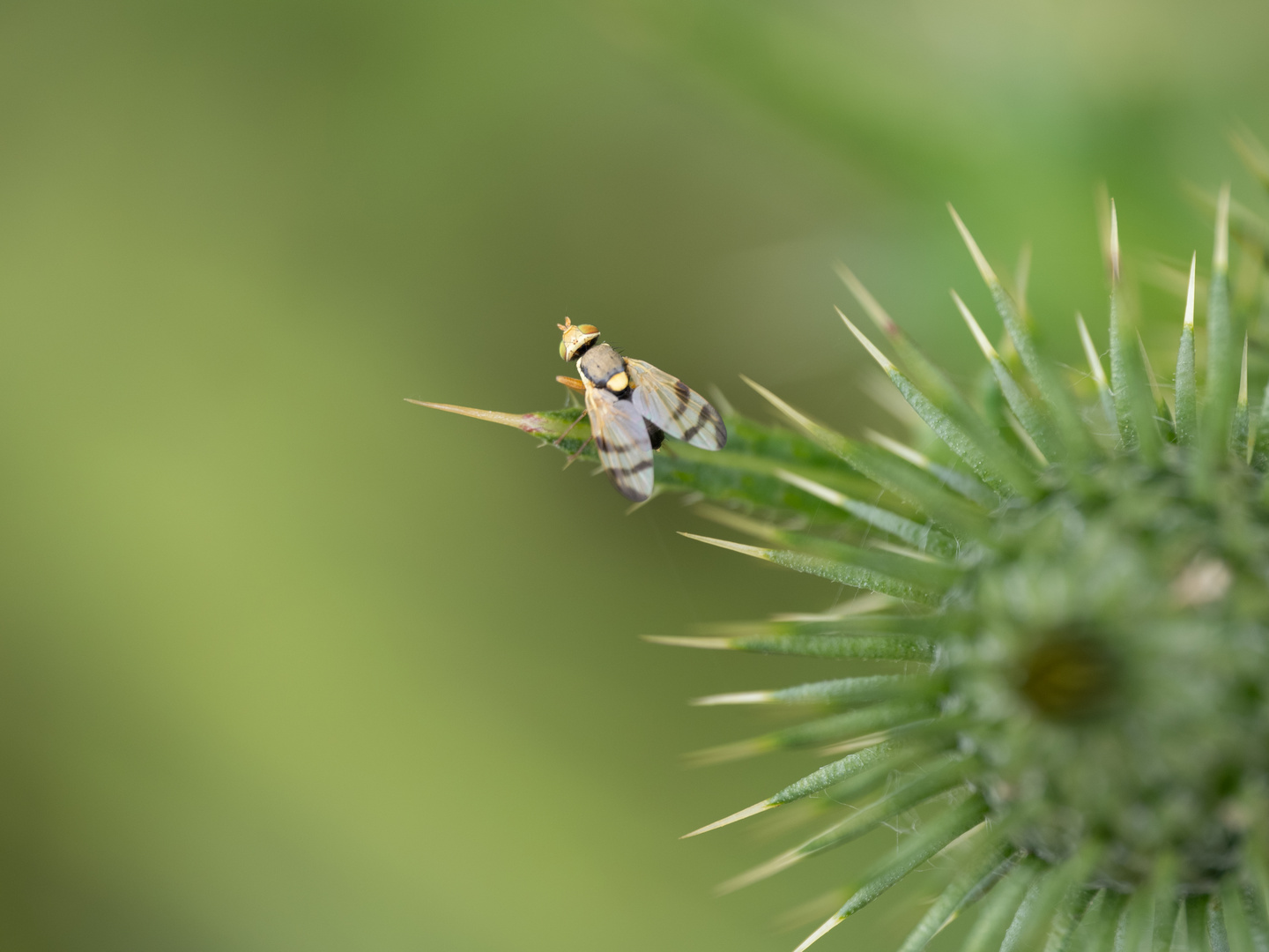 Distelbohrfliege auf Distel