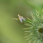 Distelbohrfliege auf Distel