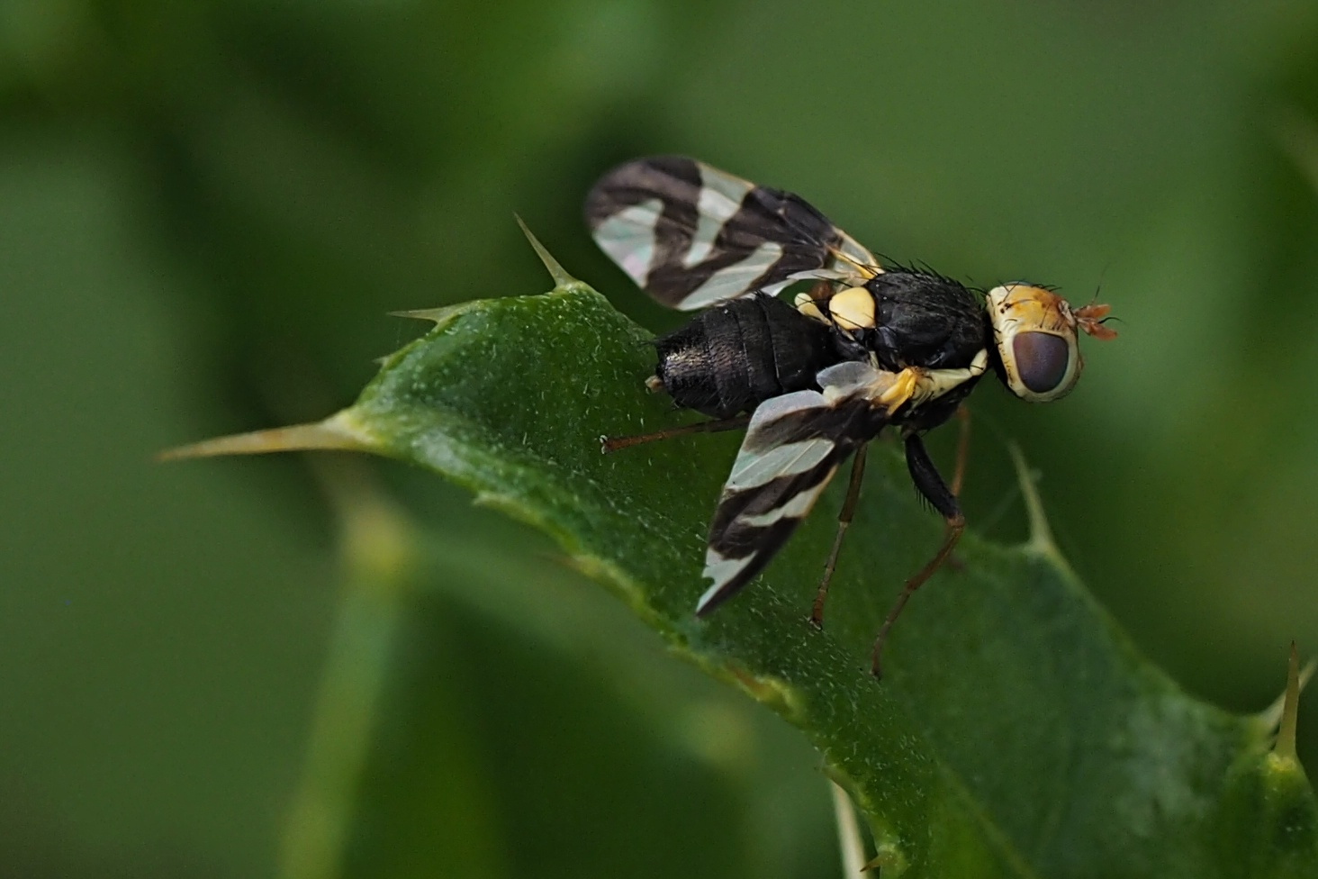 Distelbohrfliege