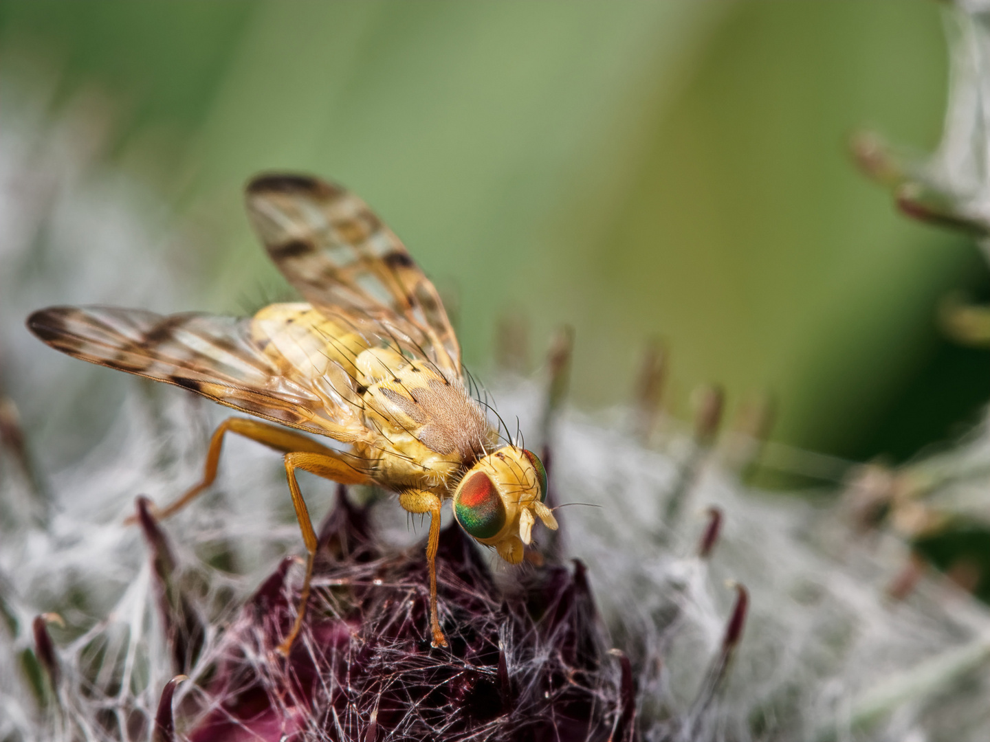 Distelbohrfliege