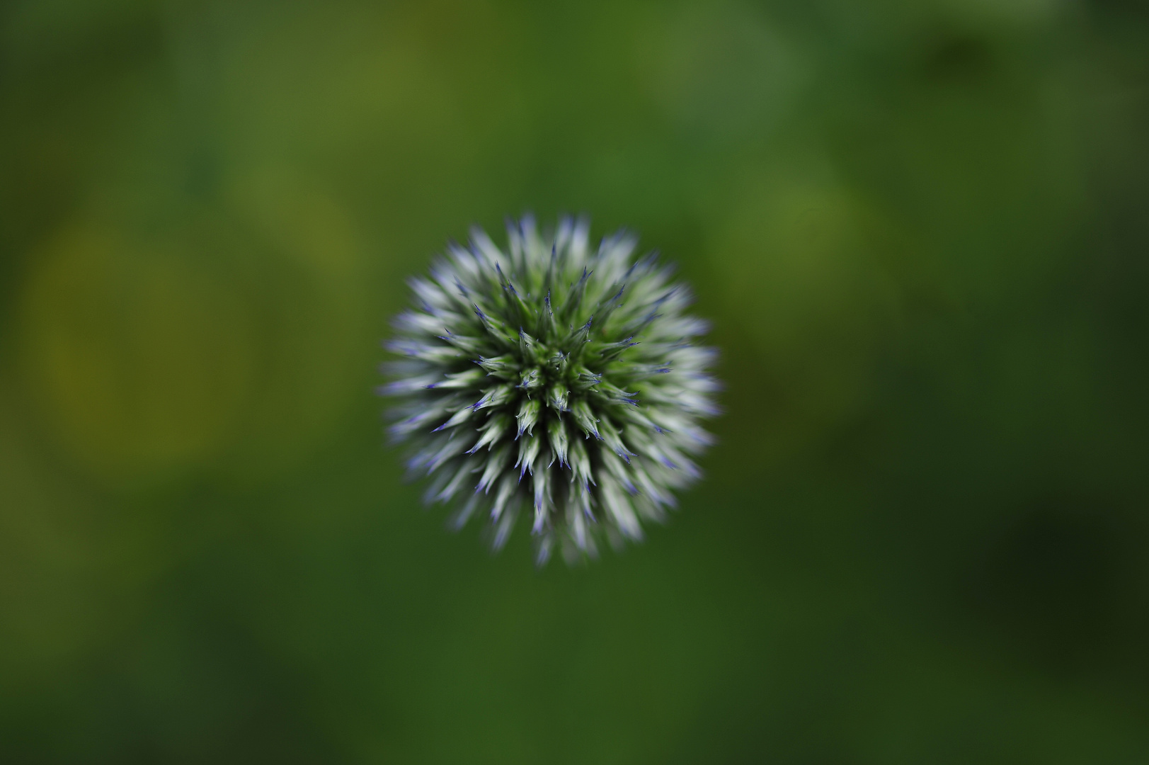 Distel(Botanischer Garten)