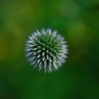 Distel(Botanischer Garten)