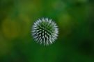 Distel(Botanischer Garten) von schust79 