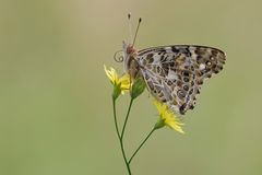 Distelfalter