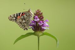 Distelfalter