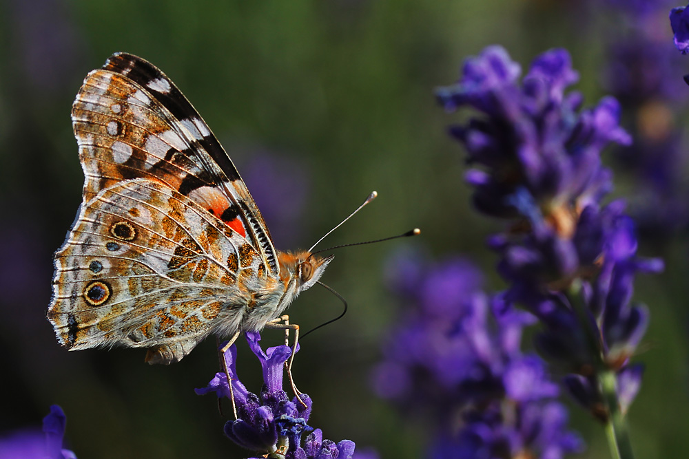 Distelfalter am Lavendel