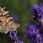 Distelfalter am Lavendel