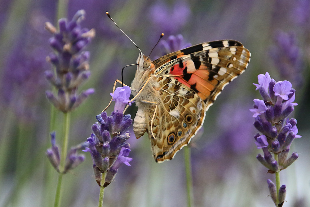 Distelfalter am Lavendel