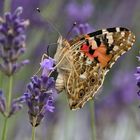 Distelfalter am Lavendel