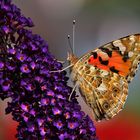 Distelfalter am Schmetterlingsbusch