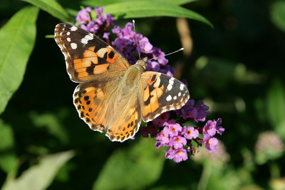 Distelfalter am Schmetterlingsflieder