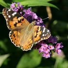 Distelfalter am Schmetterlingsflieder