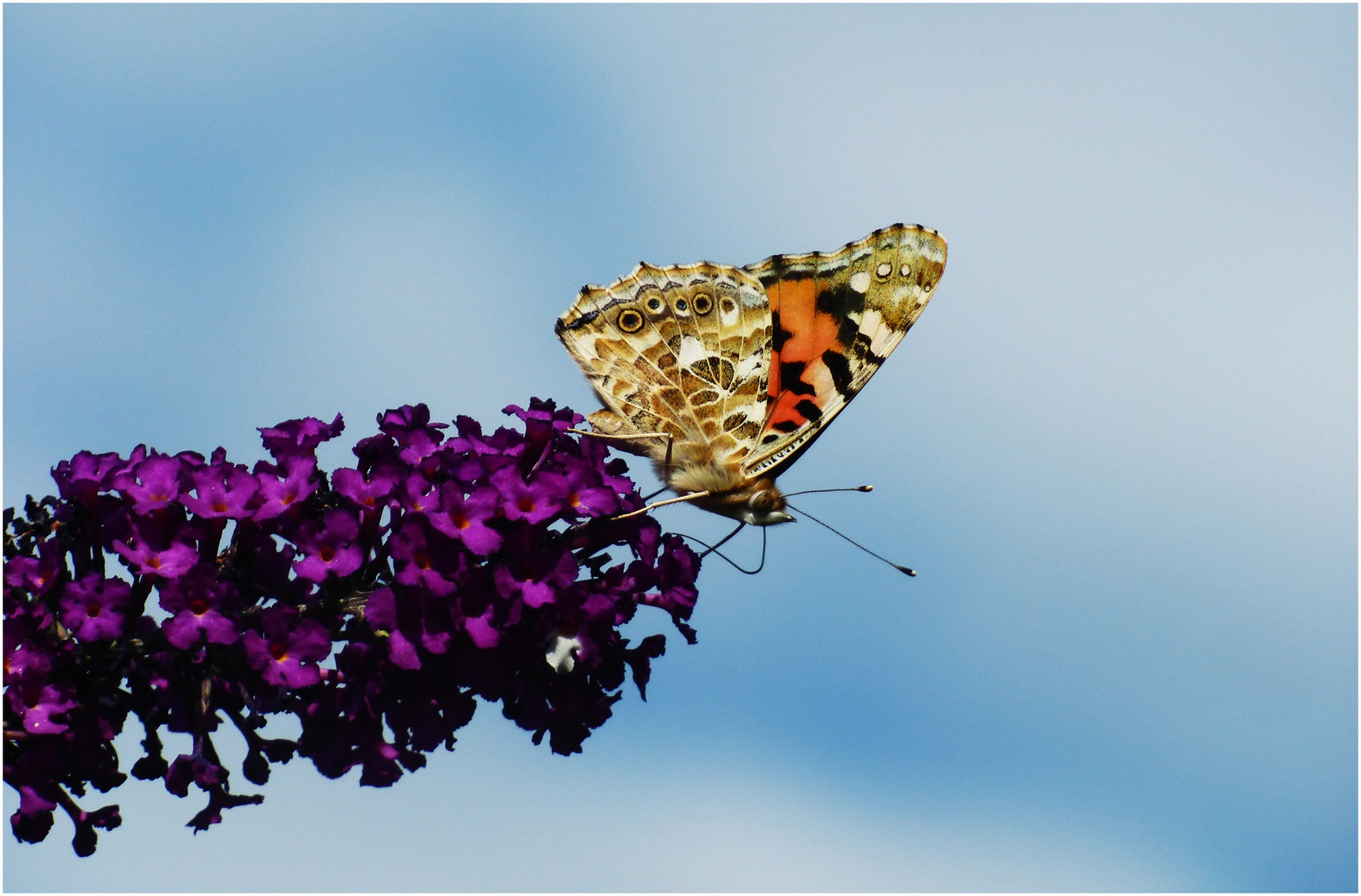 Distelfalter am Sommerflieder