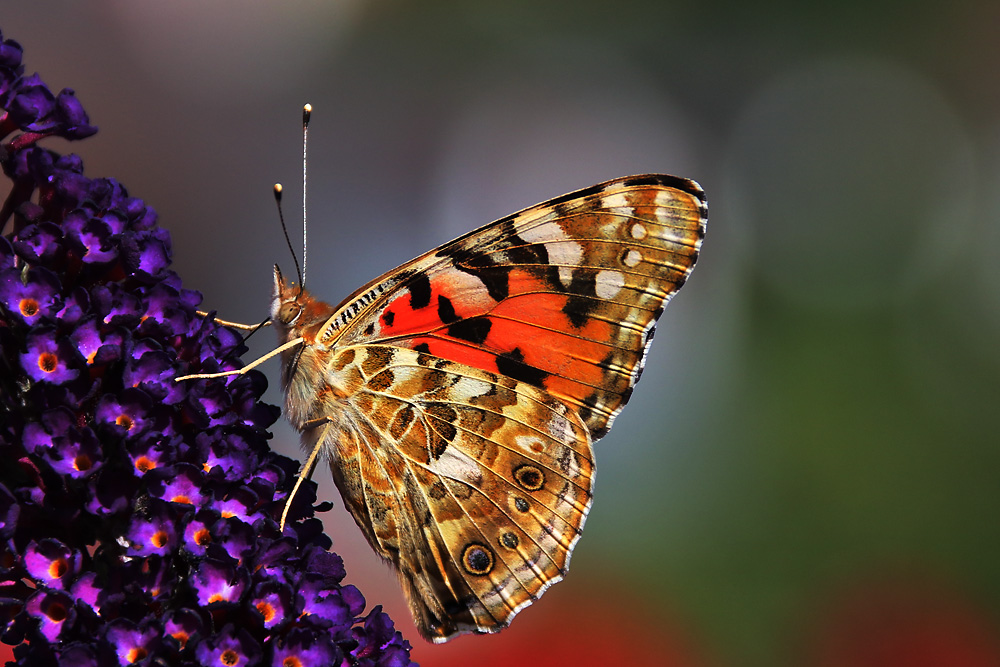 Distelfalter am Sommerflieder