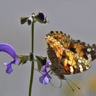 Distelfalter an der Blüte