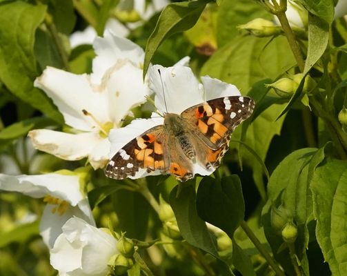 Distelfalter an der Jasminblüte