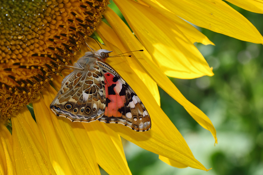 Distelfalter an einer Sonnenblume