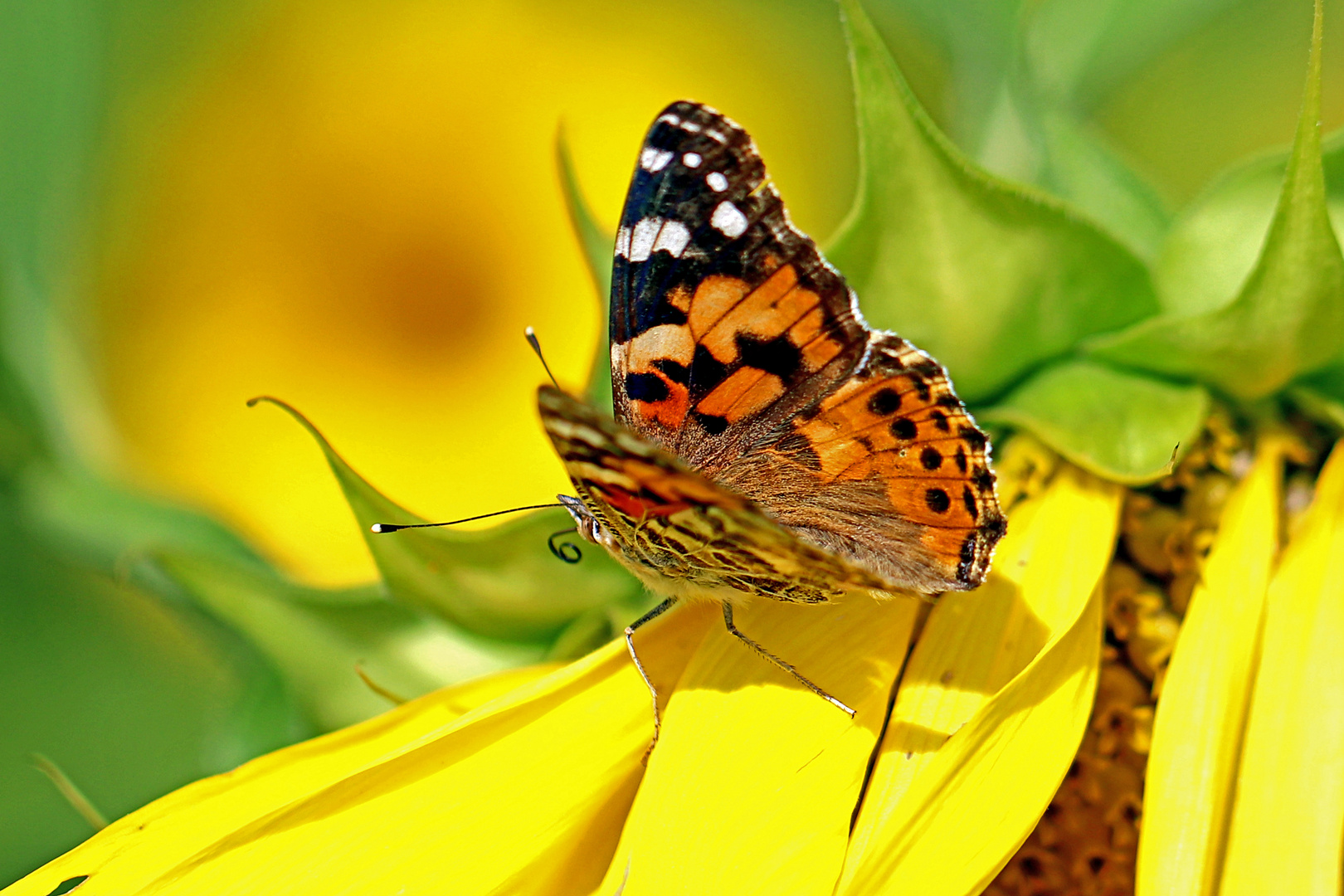 Distelfalter an einer Sonnenblume