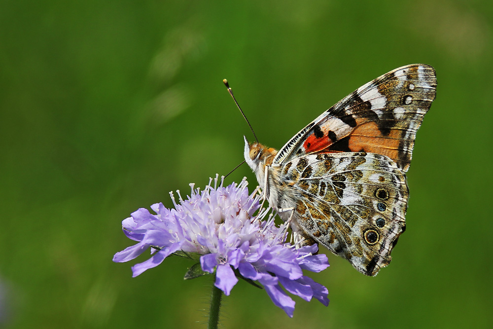 Distelfalter an einer Witwenblume