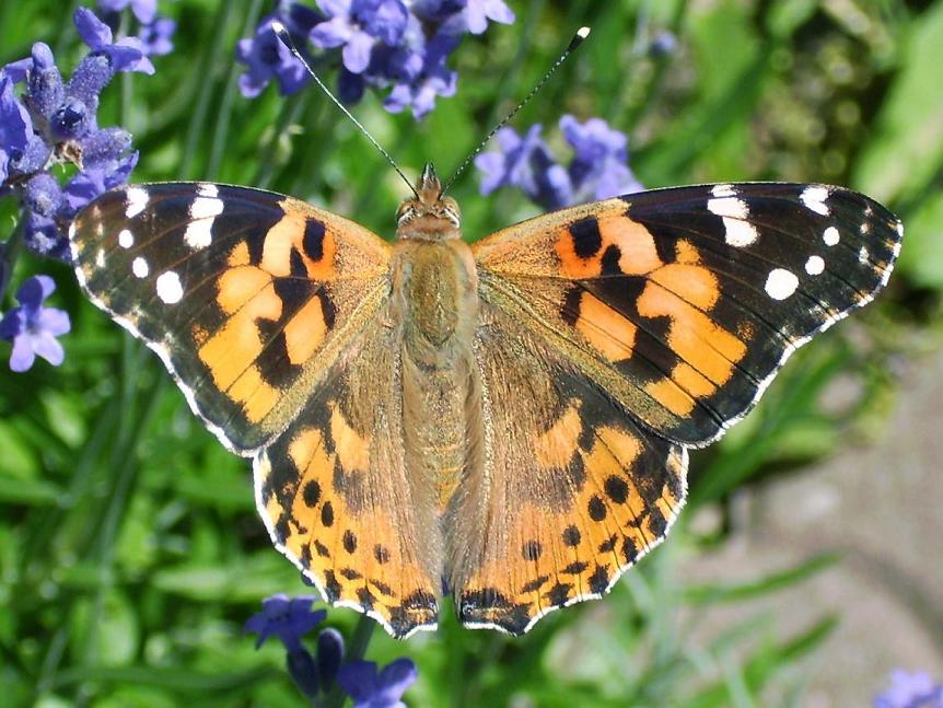 Distelfalter an Lavendel