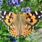 Distelfalter an Lavendel