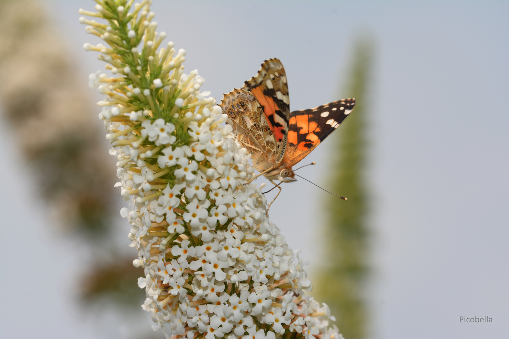 Distelfalter an Sommerflieder