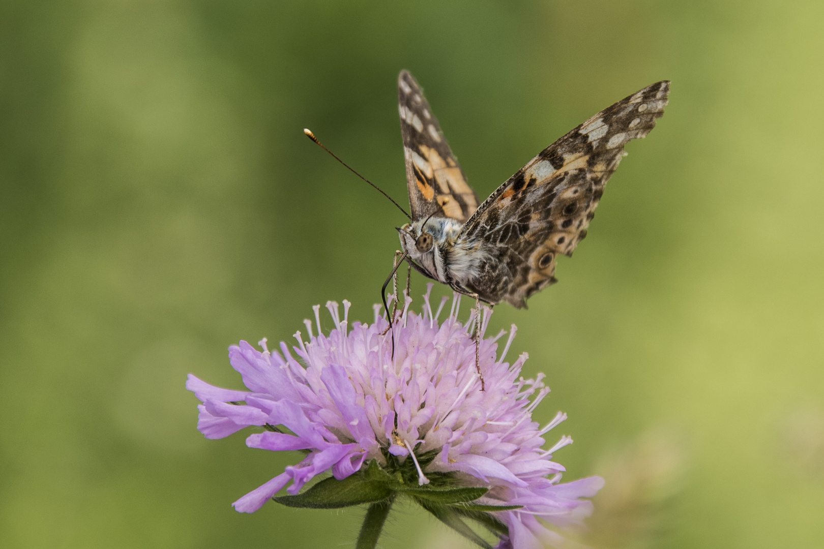 Distelfalter an Witwenblume