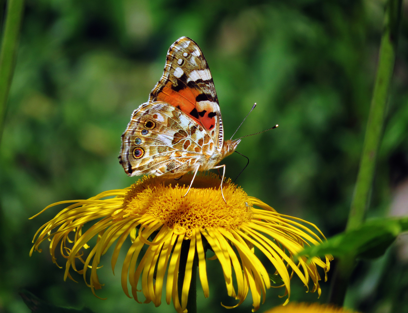 Distelfalter auf Alantblüte Nektar saugend