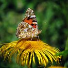 Distelfalter auf Alantblüte Nektar saugend