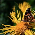 Distelfalter auf Alanthblüte