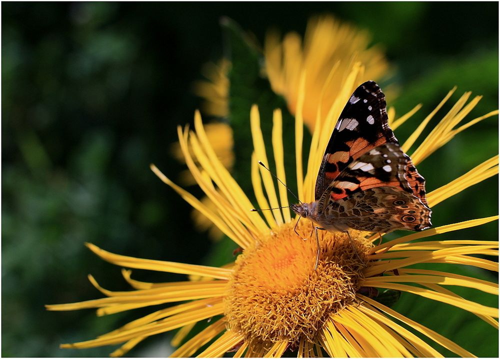 Distelfalter auf Alanthblüte