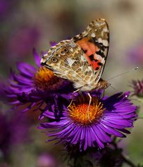 Distelfalter auf Aster