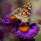 Distelfalter auf Aster