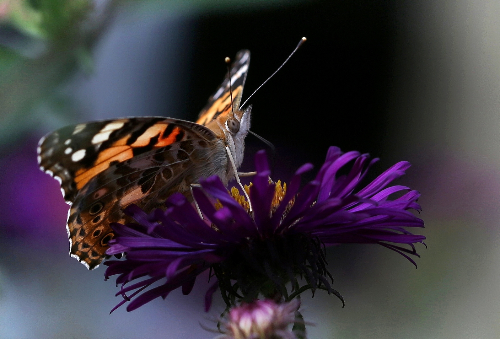 Distelfalter auf Aster