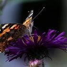 Distelfalter auf Aster