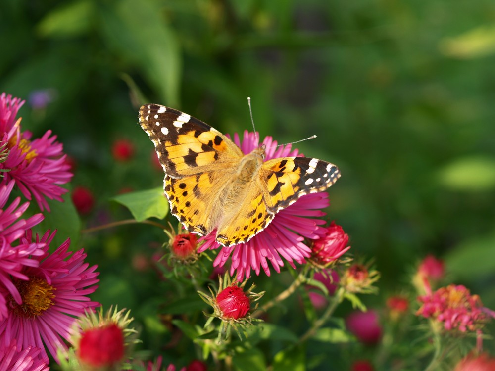 Distelfalter auf Asterblüte