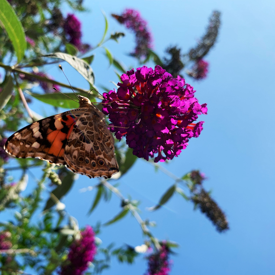 Distelfalter auf auf Futtersuche.