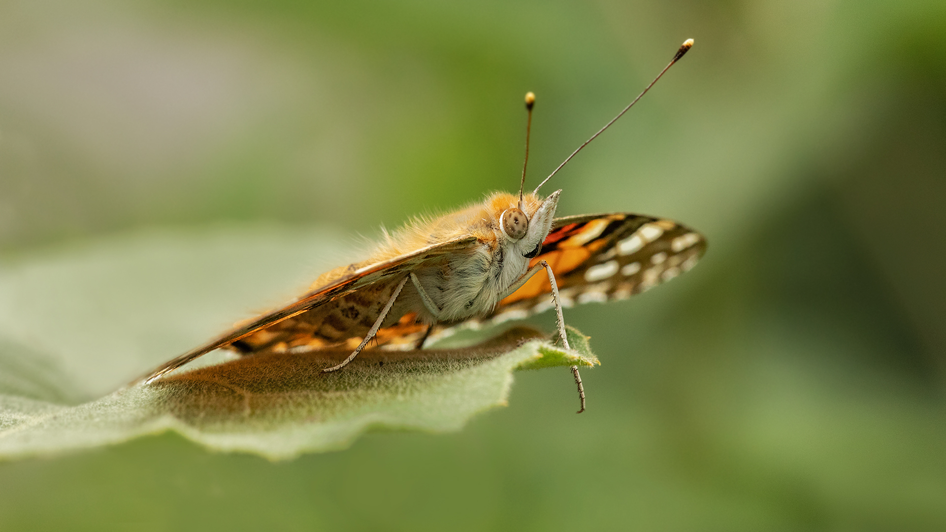 Distelfalter auf Blatt 001