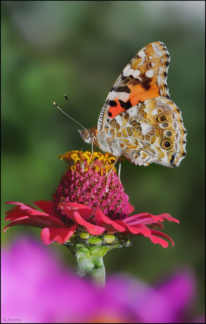 Distelfalter auf Blüte