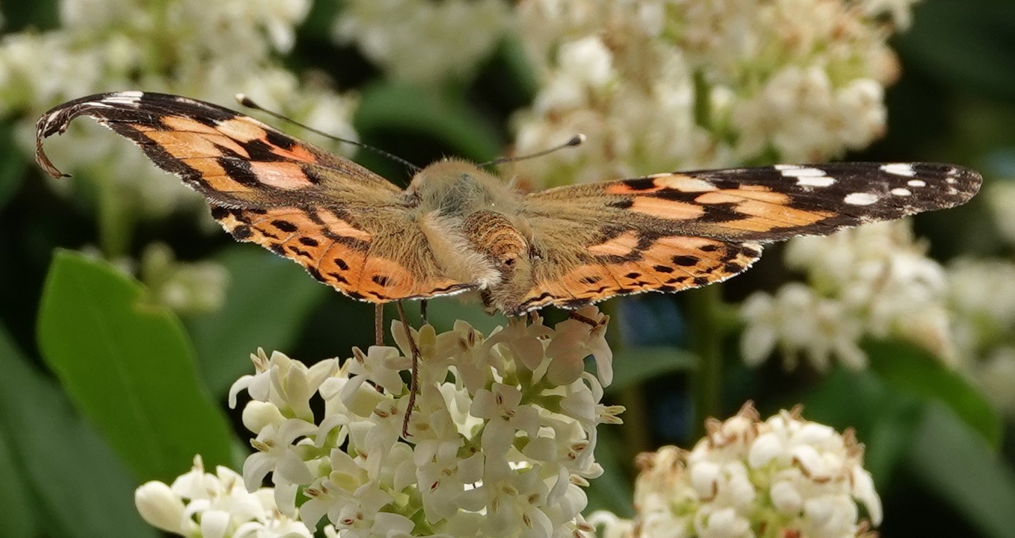 Distelfalter auf Blüte