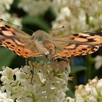 Distelfalter auf Blüte