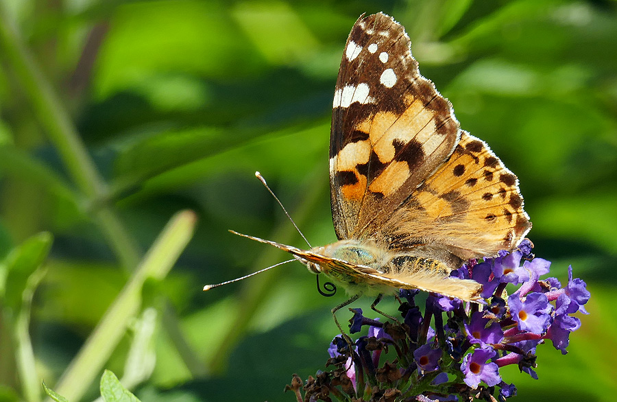 Distelfalter-auf-Buddleia