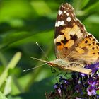 Distelfalter-auf-Buddleia