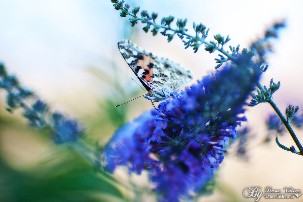 Distelfalter auf Buddleja