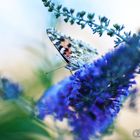 Distelfalter auf Buddleja