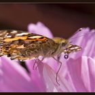 Distelfalter auf Cosmea