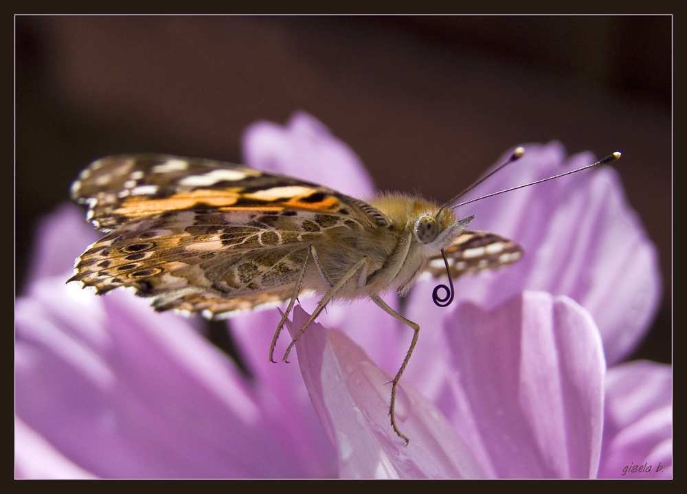 Distelfalter auf Cosmea