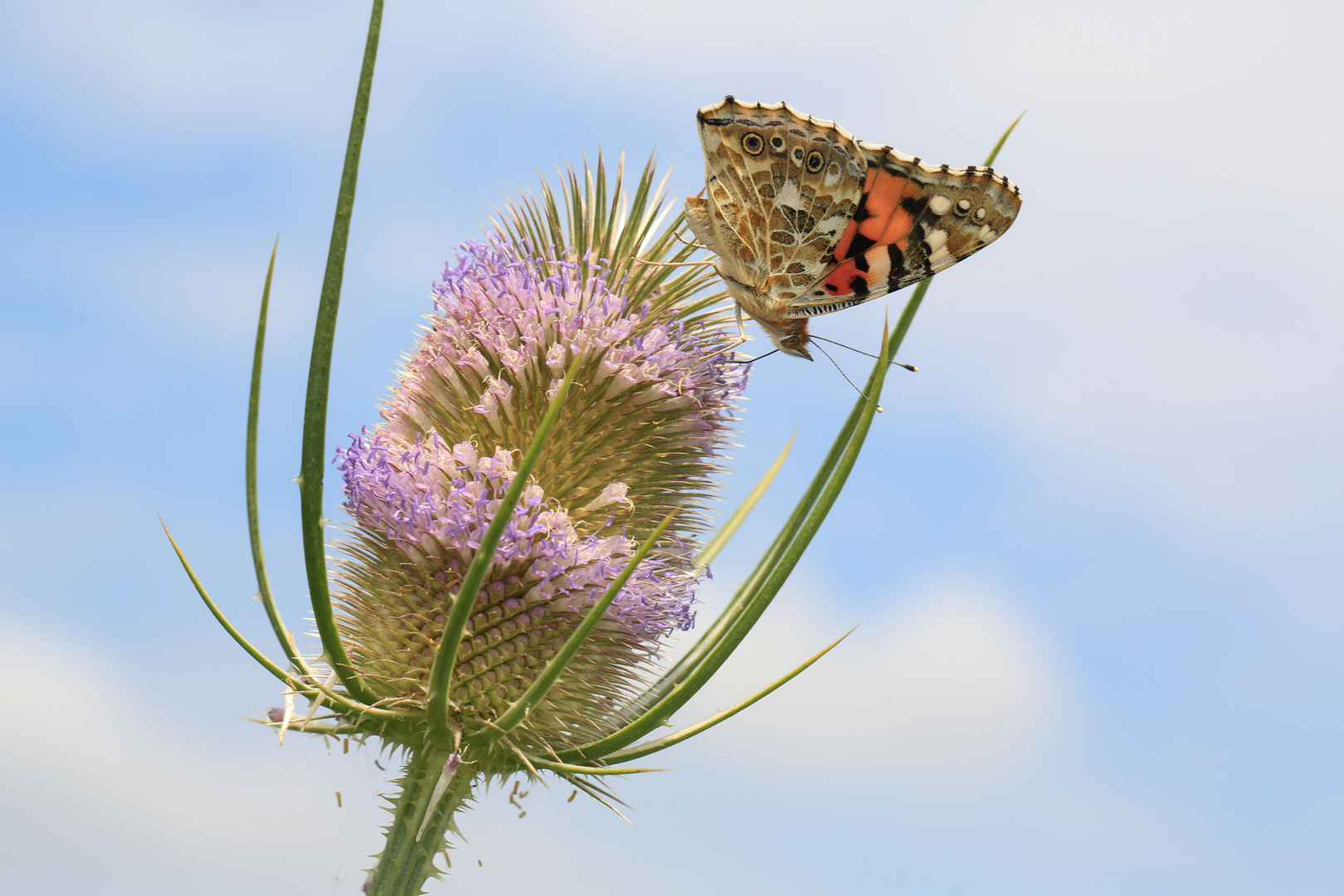 Distelfalter auf der wilden Karde