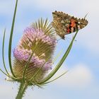 Distelfalter auf der wilden Karde